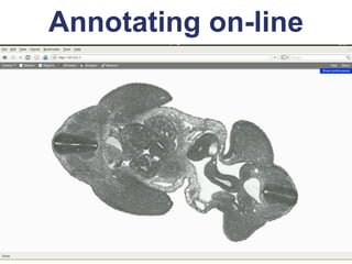 Annotating on-line
 