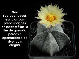 Não sobrecarregues teus dias com preocupações desnecessárias, a fim de que não percas a oportunidade de viver com alegria. 