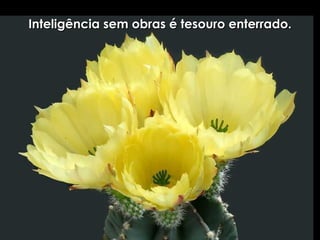 Inteligência sem obras é tesouro enterrado. 