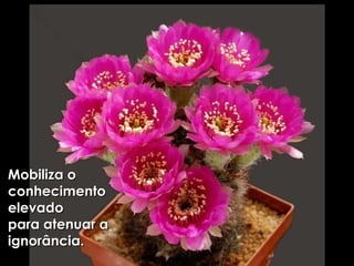 Mobiliza o conhecimento elevado  para atenuar a ignorância. 