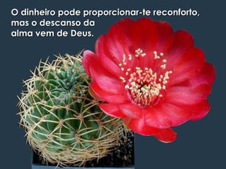 O dinheiro pode proporcionar-te reconforto, mas o descanso da alma vem de Deus. 