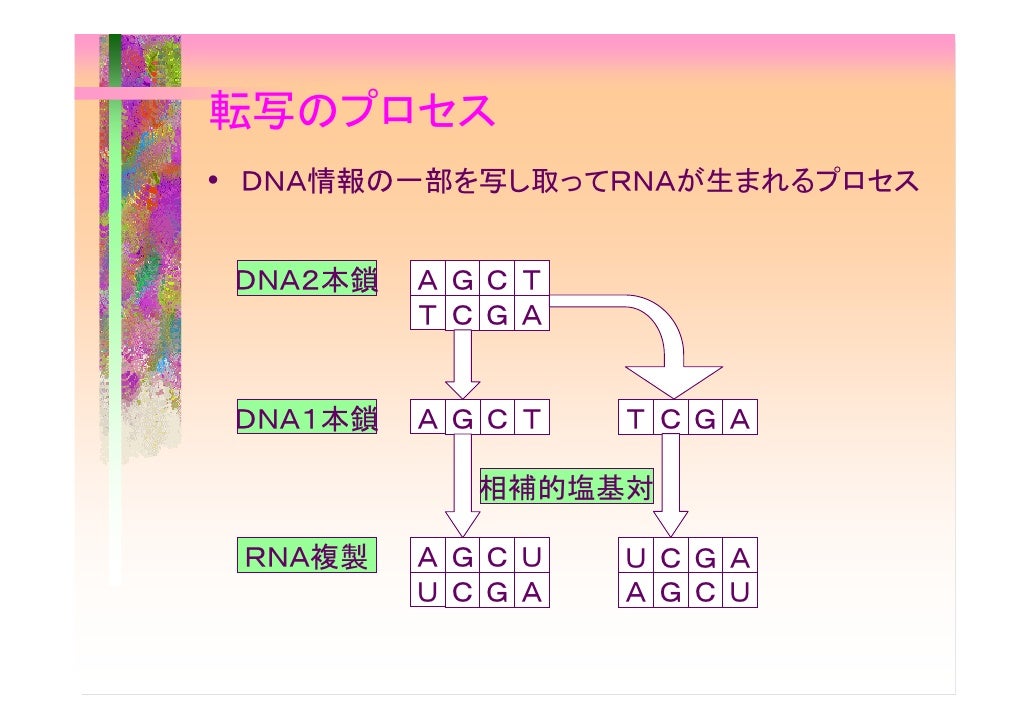 遺伝子
