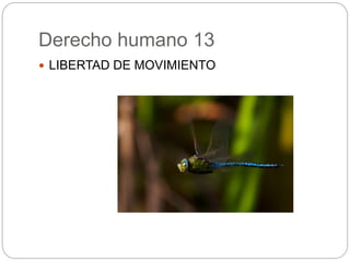 Derecho humano 13
 LIBERTAD DE MOVIMIENTO
 
