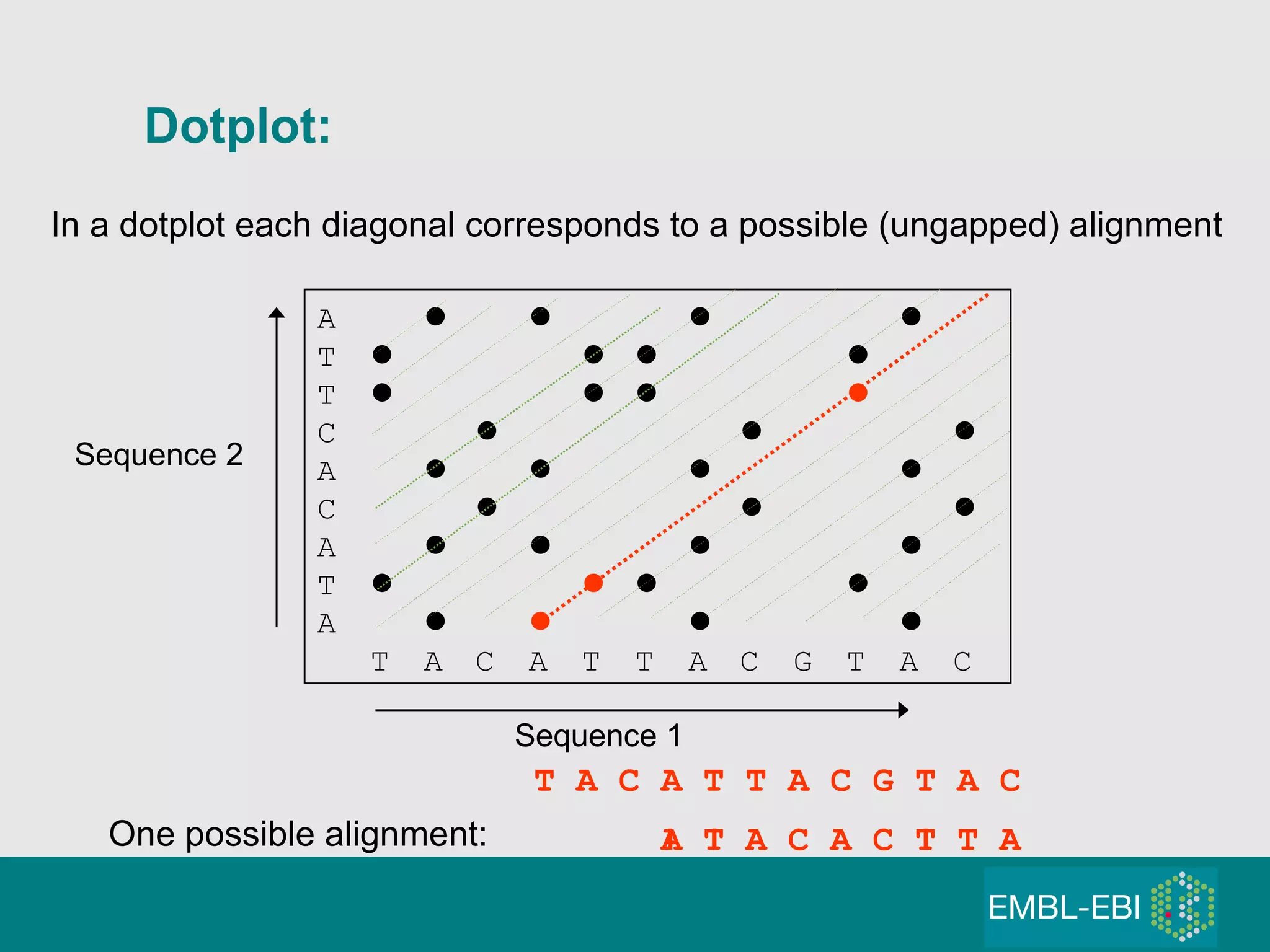 Dotplot: A              T         T         C            A             C        A             T         A             T A C A T T A C G T A C T A C A T T A C G T A C A T A C A C T T A Sequence 1 Sequence 2 One possible alignment: In a dotplot each diagonal corresponds to a possible (ungapped) alignment 