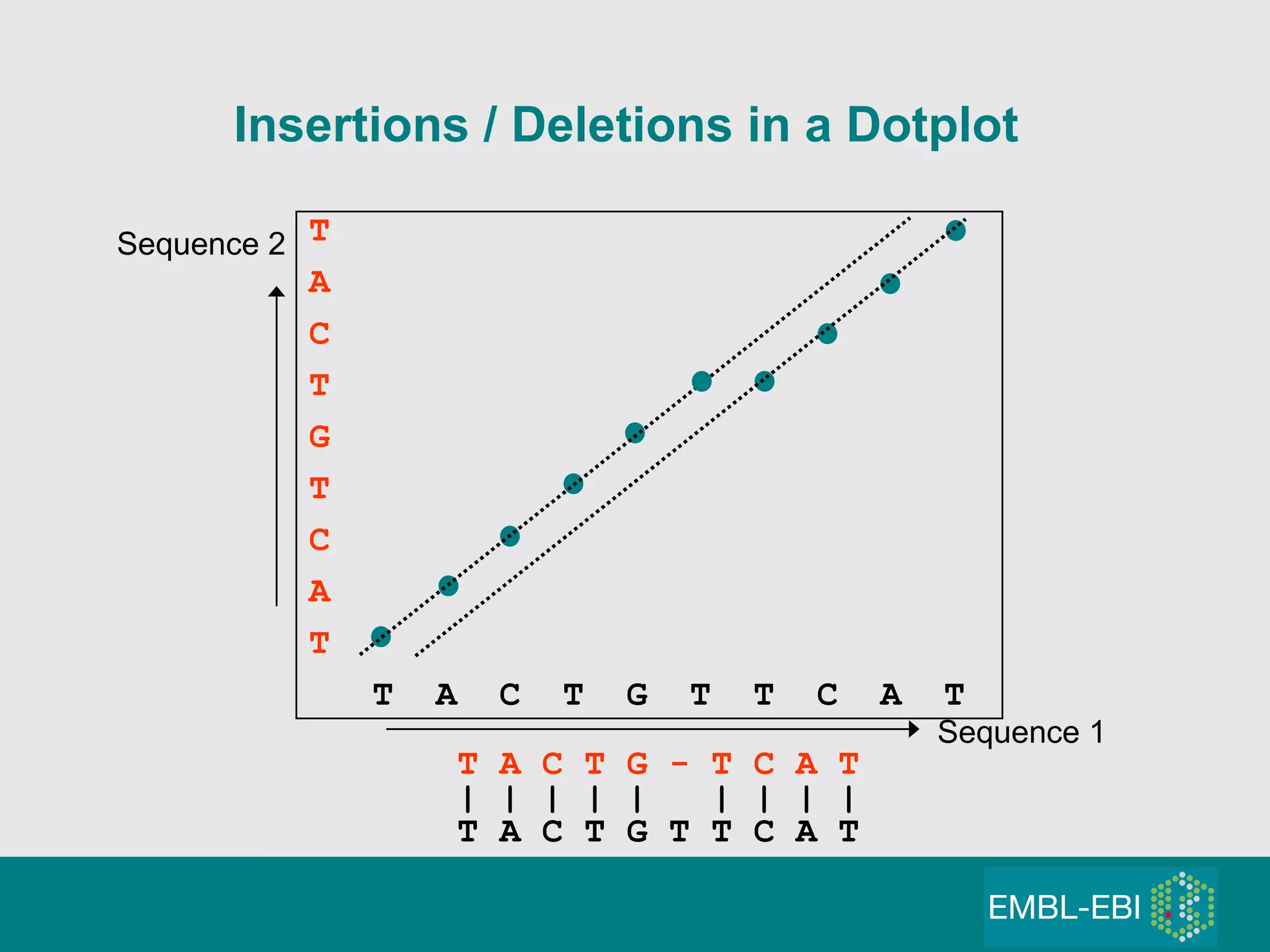 Insertions / Deletions in a Dotplot T A C T G T C A T T  A  C  T  G  T  T  C  A  T Sequence 1 Sequence 2 T A C T G   -   T C A T | | | | |  | | | | T A C T G T T C A T 