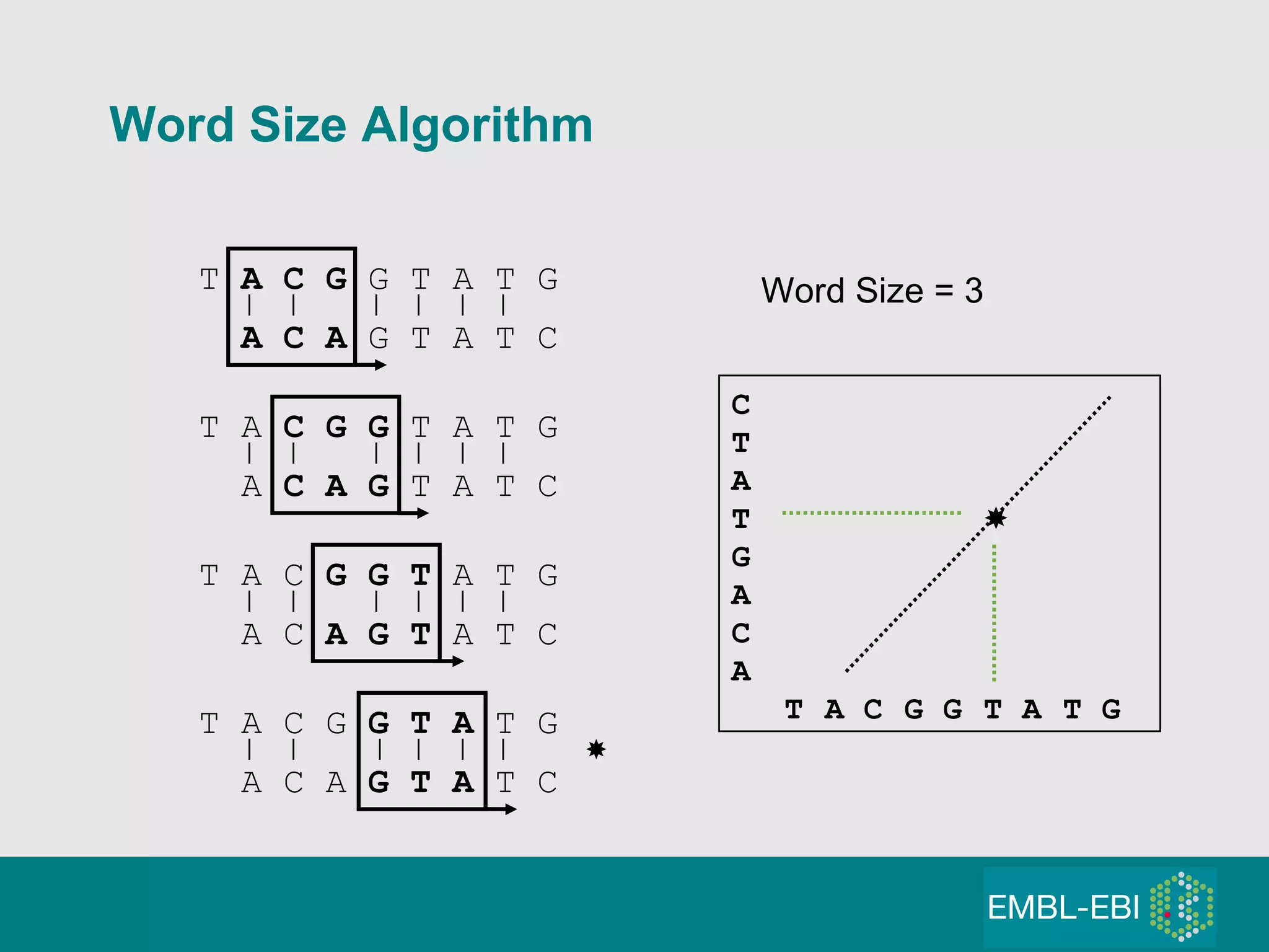 Word Size Algorithm T  A C G  G T A T G A C A  G T A T C T A  C G G  T A T G A  C A G  T A T C T A C  G G T  A T G A C  A G T  A T C T A C G  G T A  T G A C A  G T A  T C C         T         A       T          G       A               C   A              T A C G G T A T G Word Size = 3  