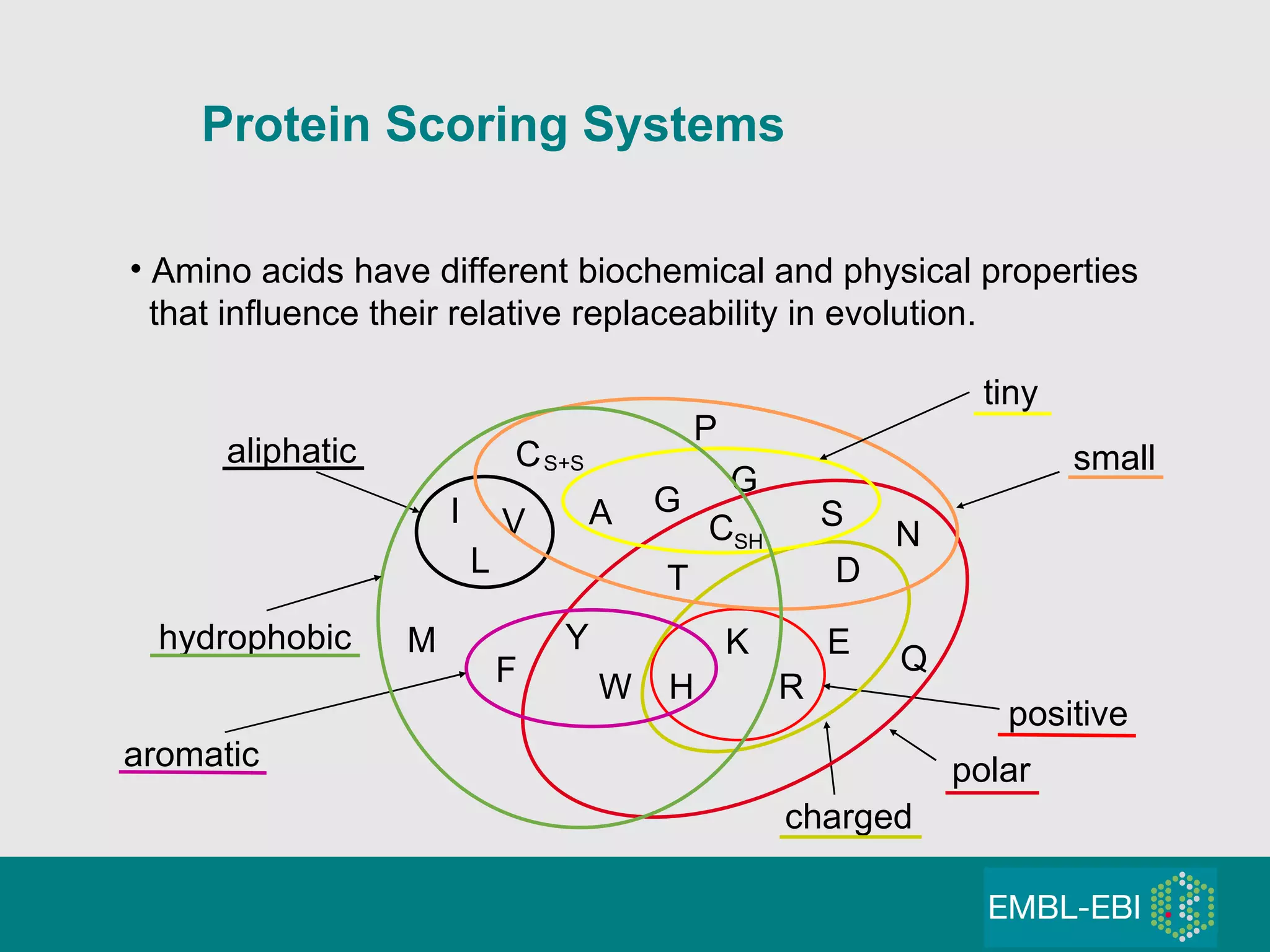 Amino acids have different biochemical and physical properties that influence their relative replaceability in evolution. C P G G A V I L M F Y W H K R E Q D N S T C SH S+S positive charged polar aliphatic aromatic small tiny hydrophobic Protein Scoring Systems 