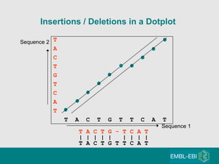 Insertions / Deletions in a Dotplot T A C T G T C A T T  A  C  T  G  T  T  C  A  T Sequence 1 Sequence 2 T A C T G   -   T C A T | | | | |  | | | | T A C T G T T C A T 