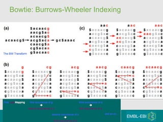 Bowtie: Burrows-Wheeler Indexing 