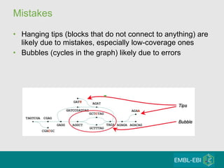 Mistakes Hanging tips (blocks that do not connect to anything) are likely due to mistakes, especially low-coverage ones Bubbles (cycles in the graph) likely due to errors 