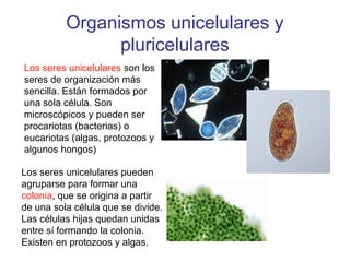 Organismos unicelulares y
pluricelulares
Los seres unicelulares son los
seres de organización más
sencilla. Están formados por
una sola célula. Son
microscópicos y pueden ser
procariotas (bacterias) o
eucariotas (algas, protozoos y
algunos hongos)
Los seres unicelulares pueden
agruparse para formar una
colonia, que se origina a partir
de una sola célula que se divide.
Las células hijas quedan unidas
entre sí formando la colonia.
Existen en protozoos y algas.
 