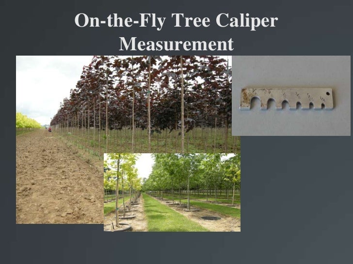 Onthefly Tree Counting and Caliper Measure