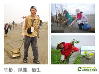 竹樁、淨灘、植生 