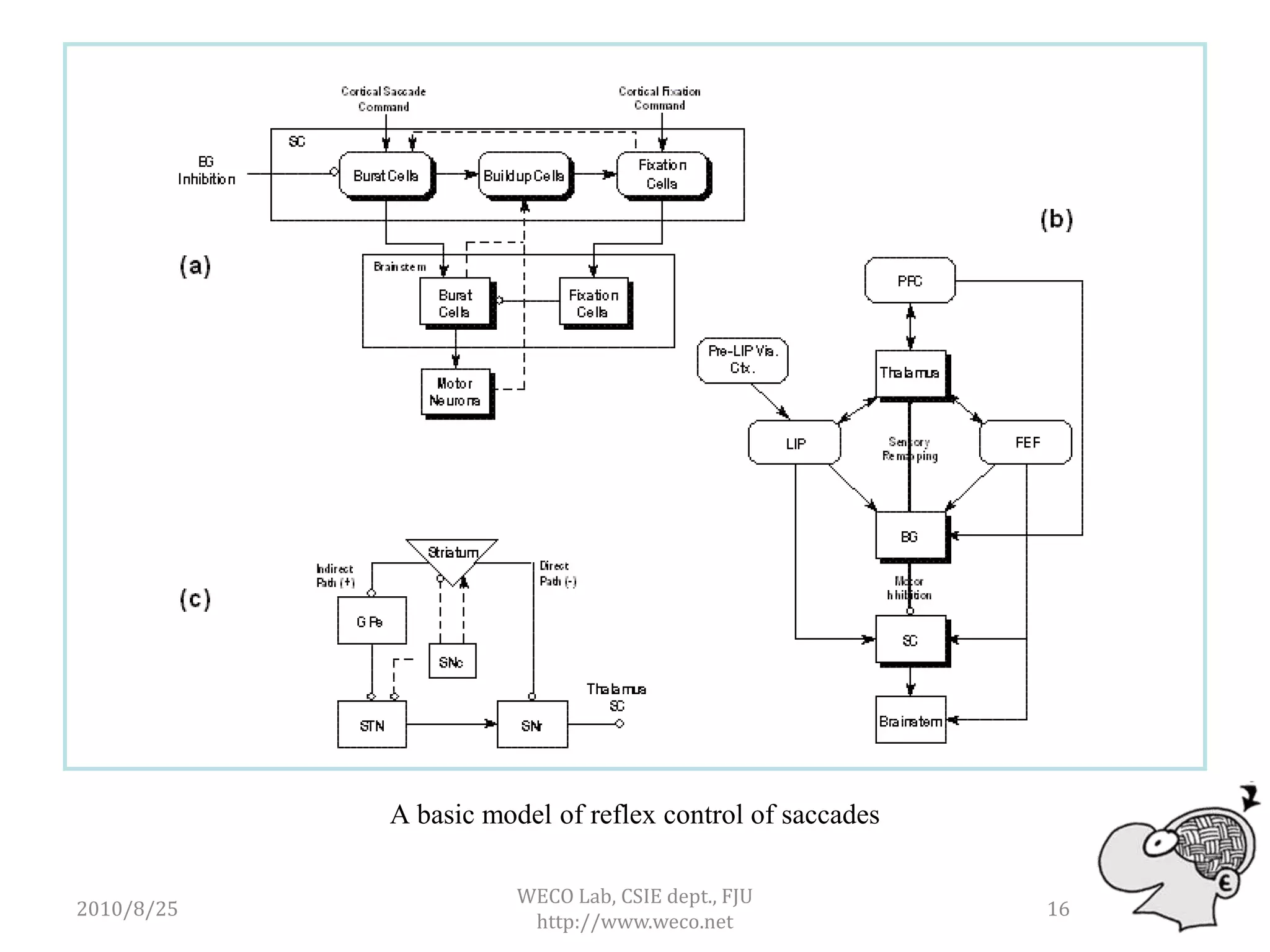 A basic model of reflex control of saccades

                       WECO Lab, CSIE dept., FJU
2010/8/25                                                 16
                        http://www.weco.net
 