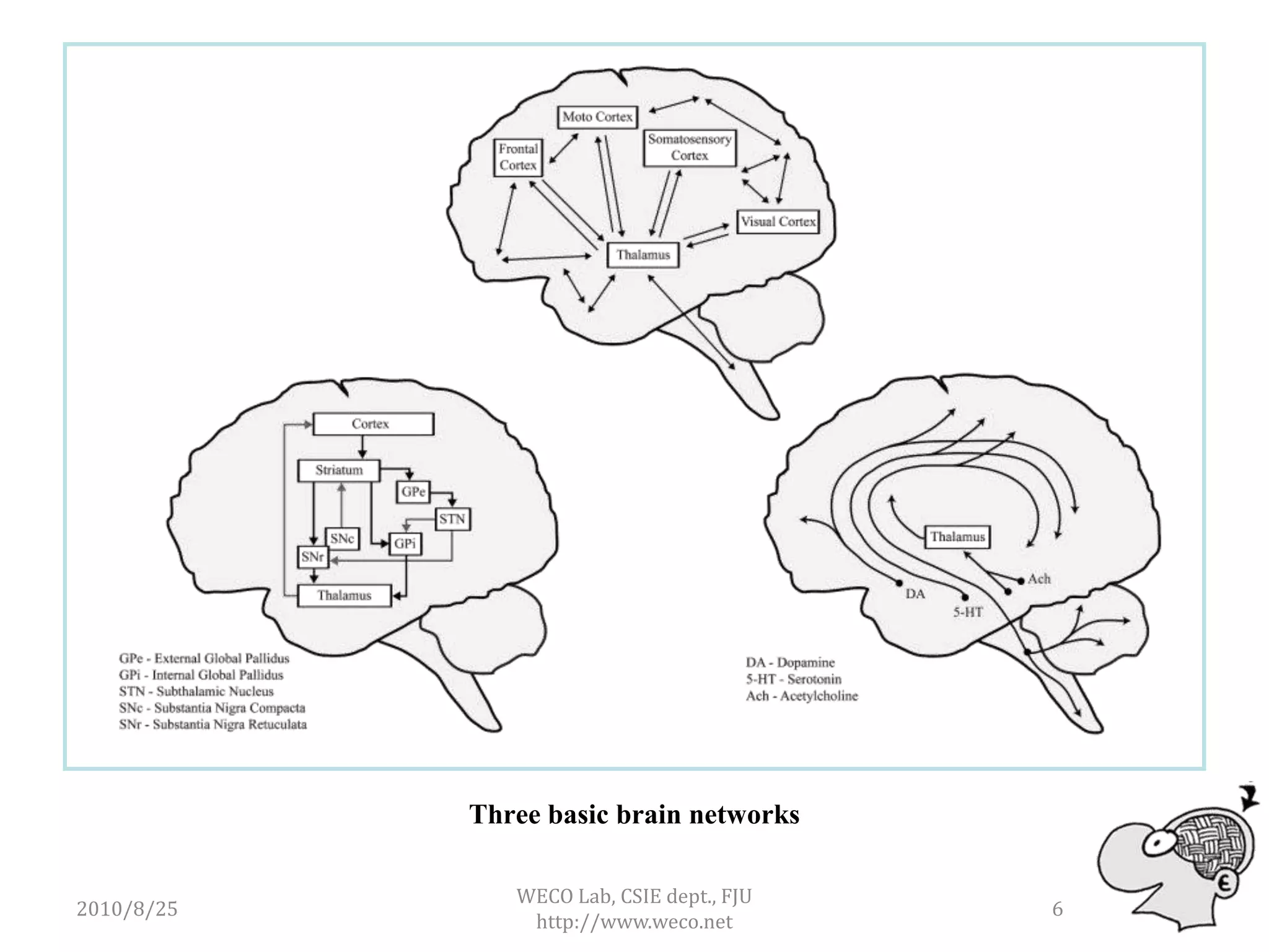 Three basic brain networks

               WECO Lab, CSIE dept., FJU
2010/8/25                                  6
                http://www.weco.net
 