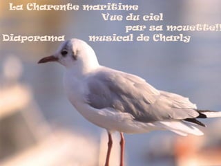 La Charente maritime
Vue du ciel
par sa mouette!!
Diaporama musical de Charly
 