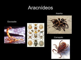 Aracnídeos
Aranha
Carrapato
Escorpião
 