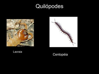 Quilópodes
Lacraia
Centopéia
 