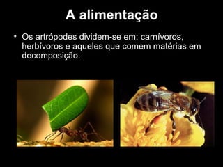 A alimentação
• Os artrópodes dividem-se em: carnívoros,
herbívoros e aqueles que comem matérias em
decomposição.
 
