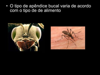 • O tipo de apêndice bucal varia de acordo
com o tipo de de alimento
 