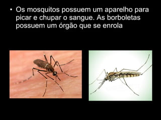 • Os mosquitos possuem um aparelho para
picar e chupar o sangue. As borboletas
possuem um órgão que se enrola
 