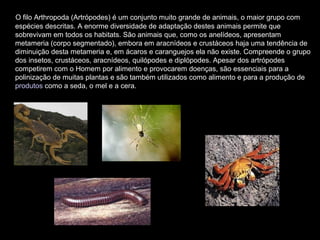O filo Arthropoda (Artrópodes) é um conjunto muito grande de animais, o maior grupo com
espécies descritas. A enorme diversidade de adaptação destes animais permite que
sobrevivam em todos os habitats. São animais que, como os anelídeos, apresentam
metameria (corpo segmentado), embora em aracnídeos e crustáceos haja uma tendência de
diminuição desta metameria e, em ácaros e caranguejos ela não existe. Compreende o grupo
dos insetos, crustáceos, aracnídeos, quilópodes e diplópodes. Apesar dos artrópodes
competirem com o Homem por alimento e provocarem doenças, são essenciais para a
polinização de muitas plantas e são também utilizados como alimento e para a produção de
produtos como a seda, o mel e a cera.
 