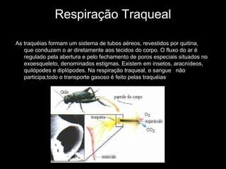 Respiração Traqueal
As traquéias formam um sistema de tubos aéreos, revestidos por quitina,
que conduzem o ar diretamente aos tecidos do corpo. O fluxo do ar é
regulado pela abertura e pelo fechamento de poros especiais situados no
exoesqueleto, denominados estigmas. Existem em insetos, aracnídeos,
quilópodes e diplópodes. Na respiração traqueal, o sangue não
participa;todo o transporte gasoso é feito pelas traquéias.
 