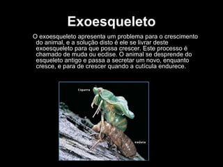 Exoesqueleto
O exoesqueleto apresenta um problema para o crescimento
do animal, e a solução disto é ele se livrar deste
exoesqueleto para que possa crescer. Este processo é
chamado de muda ou ecdise. O animal se desprende do
esqueleto antigo e passa a secretar um novo, enquanto
cresce, e para de crescer quando a cutícula endurece.
 