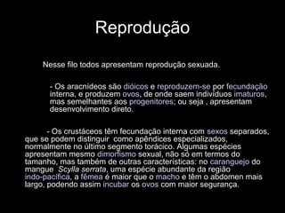 Reprodução
Nesse filo todos apresentam reprodução sexuada.
• - Os aracnídeos são dióicos e reproduzem-se por fecundação
interna, e produzem ovos, de onde saem indivíduos imaturos,
mas semelhantes aos progenitores; ou seja , apresentam
desenvolvimento direto.
• - Os crustáceos têm fecundação interna com sexos separados,
que se podem distinguir como apêndices especializados,
normalmente no último segmento torácico. Algumas espécies
apresentam mesmo dimorfismo sexual, não só em termos do
tamanho, mas também de outras características: no caranguejo do
mangue Scylla serrata, uma espécie abundante da região
indo-pacífica, a fêmea é maior que o macho e têm o abdomen mais
largo, podendo assim incubar os ovos com maior segurança.
 