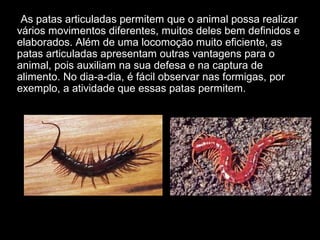 •As patas articuladas permitem que o animal possa realizar
vários movimentos diferentes, muitos deles bem definidos e
elaborados. Além de uma locomoção muito eficiente, as
patas articuladas apresentam outras vantagens para o
animal, pois auxiliam na sua defesa e na captura de
alimento. No dia-a-dia, é fácil observar nas formigas, por
exemplo, a atividade que essas patas permitem.
 