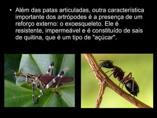 • Além das patas articuladas, outra característica
importante dos artrópodes é a presença de um
reforço externo: o exoesqueleto. Ele é
resistente, impermeável e é constituído de sais
de quitina, que é um tipo de "açúcar".
 