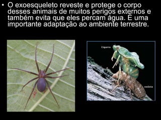 • O exoesqueleto reveste e protege o corpo
desses animais de muitos perigos externos e
também evita que eles percam água. É uma
importante adaptação ao ambiente terrestre.
 