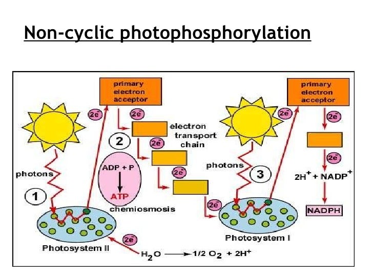 20100906140910 presentation1 photosynthesis