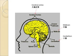 Cerebral cortex 大腦皮質 Cerebellum 小腦 Midbrain 中腦 