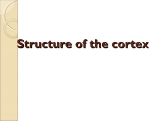 Structure of the cortex 