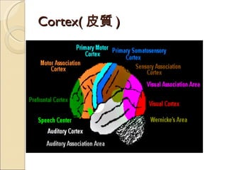 Cortex( 皮質 ) 