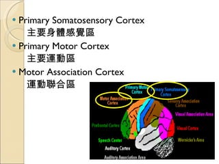 Primary Somatosensory Cortex 主要身體感覺區 Primary Motor Cortex 主要運動區 Motor Association Cortex 運動聯合區 