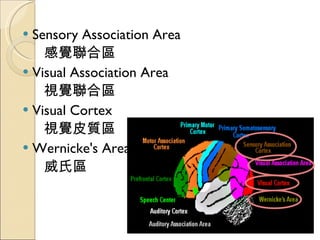 Sensory Association Area 感覺聯合區 Visual Association Area 視覺聯合區 Visual Cortex 視覺皮質區 Wernicke's Area 威氏區 