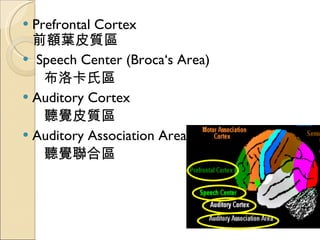 Prefrontal Cortex  前額葉皮質區 Speech Center (Broca‘s Area) 布洛卡氏區 Auditory Cortex 聽覺皮質區 Auditory Association Area 聽覺聯合區 