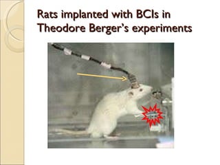 Rats implanted with BCIs in Theodore Berger ’ s experiments 