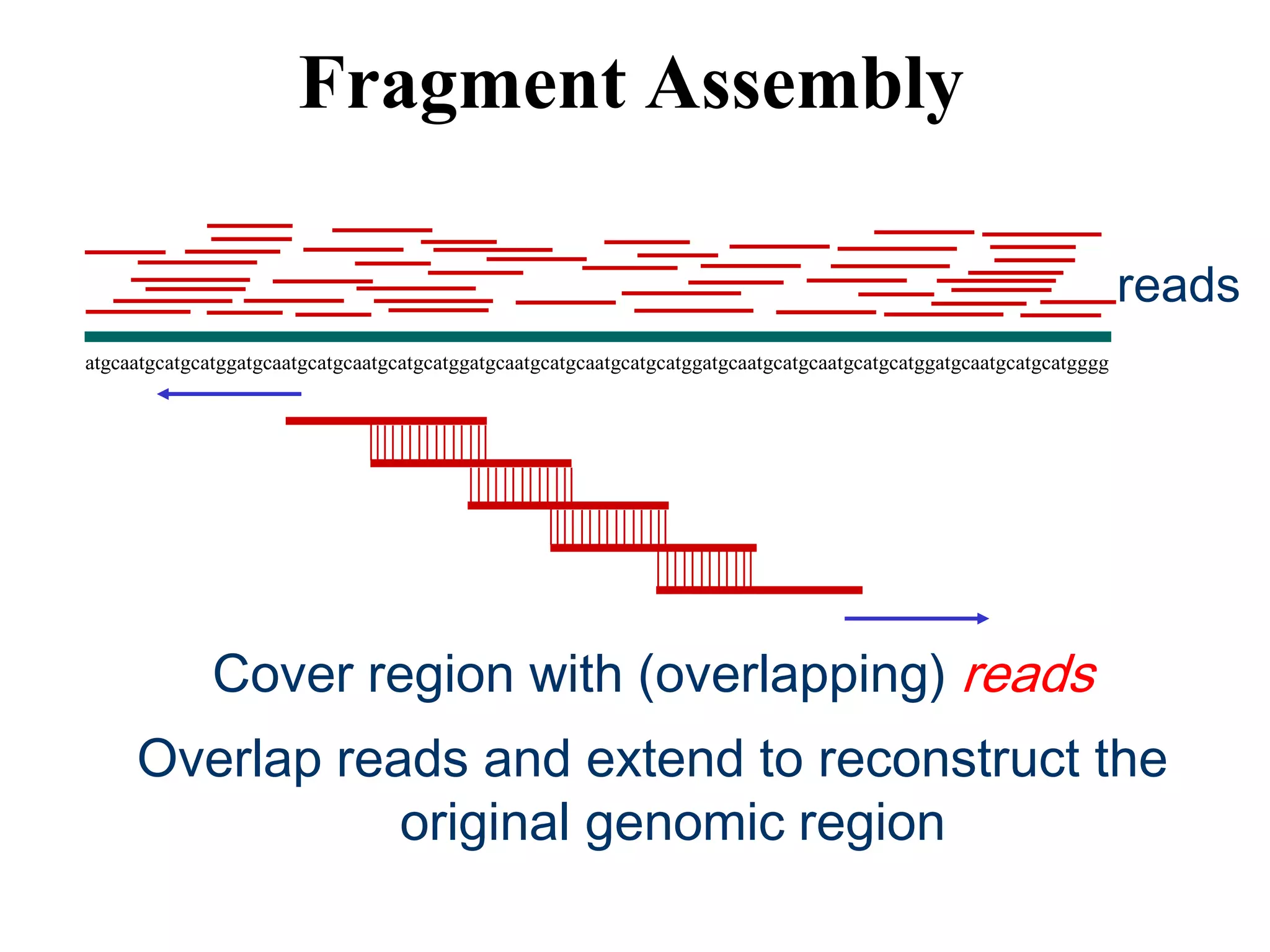 Fragment Assembly

                                                                                                                     reads
atgcaatgcatgcatggatgcaatgcatgcaatgcatgcatggatgcaatgcatgcaatgcatgcatggatgcaatgcatgcaatgcatgcatggatgcaatgcatgcatgggg




              Cover region with (overlapping) reads
     Overlap reads and extend to reconstruct the
                original genomic region
 