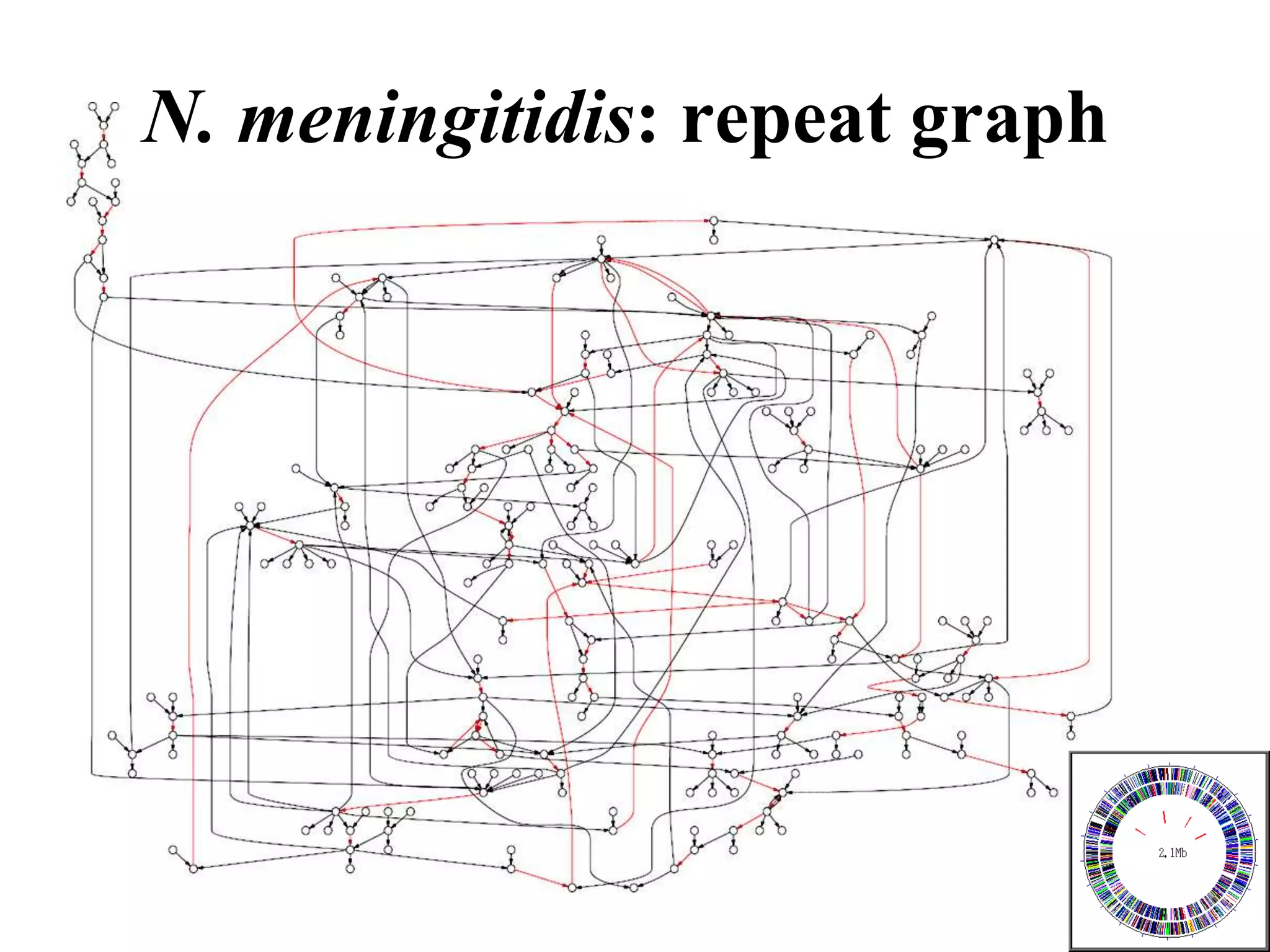 N. meningitidis: repeat graph
 