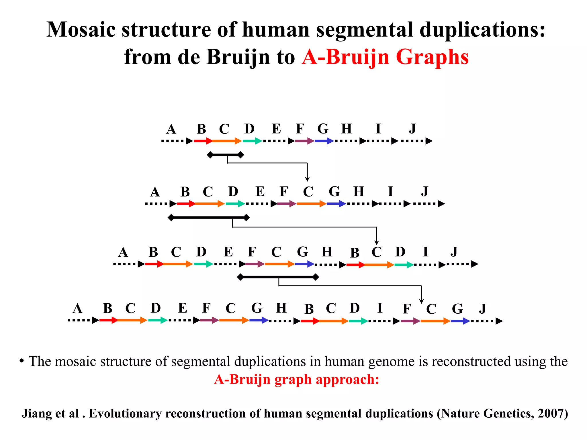 Mosaic structure of human segmental duplications:
           from de Bruijn to A-Bruijn Graphs


                          A    B C        D    E F G H        I        J



                      A       B C     D       E F C   G H          I       J



                 A    B C D          E F C       G H      B C D            I   J


        A     B C     D       E F C       G H     B C D        I       F   C   G   J


• The mosaic structure of segmental duplications in human genome is reconstructed using the
                                    A-Bruijn graph approach:

Jiang et al . Evolutionary reconstruction of human segmental duplications (Nature Genetics, 2007)
 