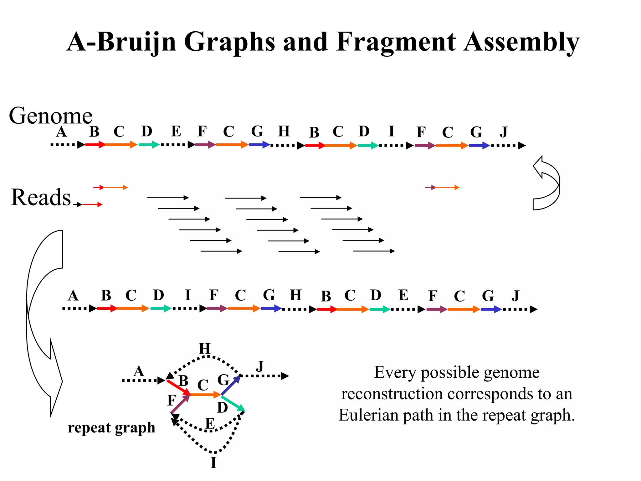 A-Bruijn Graphs and Fragment Assembly

Genome
   A       B C   D       E F       C   G H   B C D    I       F C       G   J



Reads


       A   B C       D    I    F C     G H   B C D        E   F     C   G       J


                              H
                 A                     J           Every possible genome
                      B C G
                    F                          reconstruction corresponds to an
                           D                   Eulerian path in the repeat graph.
       repeat graph      E

                               I
 