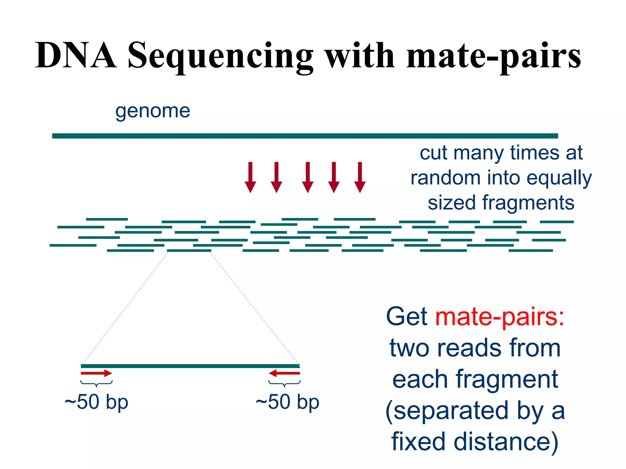 DNA Sequencing with mate-pairs
     genome

                          cut many times at
                         random into equally
                           sized fragments




                       Get mate-pairs:
                        two reads from
                        each fragment
 ~50 bp       ~50 bp   (separated by a
                        fixed distance)
 