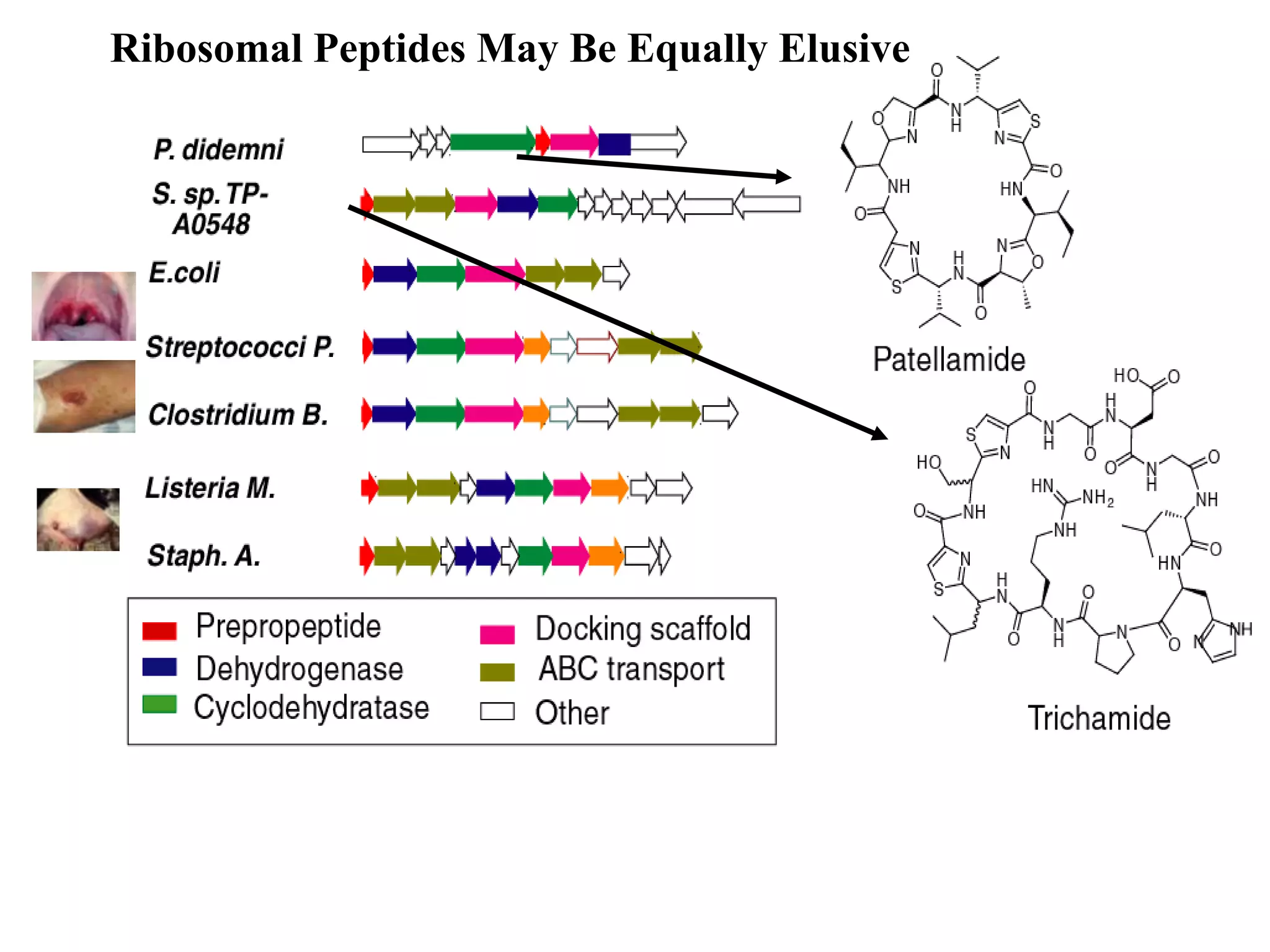 Ribosomal Peptides May Be Equally Elusive
 