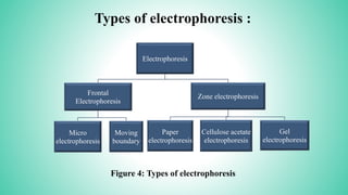 Types of electrophoresis :
Electrophoresis
Frontal
Electrophoresis
Micro
electrophoresis
Moving
boundary
Zone electrophoresis
Paper
electrophoresis
Cellulose acetate
electrophoresis
Gel
electrophoresis
Figure 4: Types of electrophoresis
 