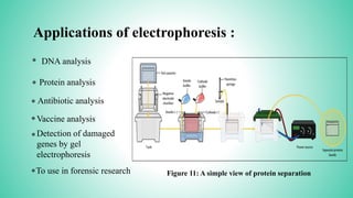 Applications of electrophoresis :
*
* DNA analysis
Protein analysis
* Antibiotic analysis
*Vaccine analysis
*
Detection of damaged
genes by gel
electrophoresis
*
To use in forensic research Figure 11: A simple view of protein separation
 