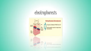 electrophoresis
 