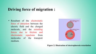 Driving force of migration :
* Resultant of the electrostatic
force of attraction between the
electric field and the charged
molecule, and the retarding
forces due to friction and
electrostatic repulsion from
molecules of the transport
medium.
Figure 2: Illustration of electrophoresis retardation
 